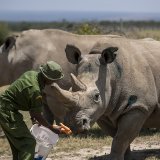 Les 16 spécimens acheminés en RDC sont de la sous-espèce des rhinocéros blancs du Sud, alors que ceux qui peuplaient la Garamba étaient des rhinocéros blancs du Nord. Ici, les 2 dernières femelles de rhinocéros blanc du Nord en 2019. La sous-espèc...